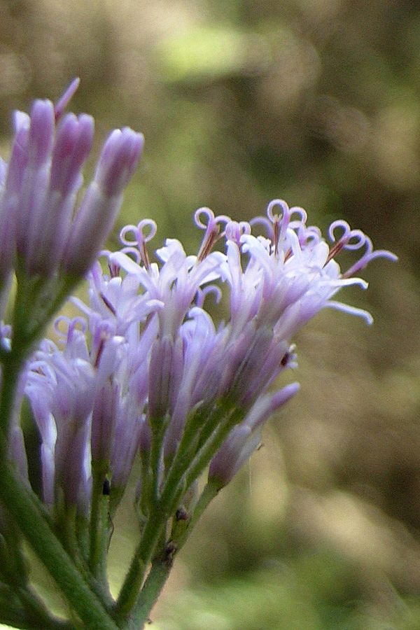 Fiori dal Trentino